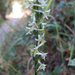 Royal Rein Orchid - Photo (c) randomtruth, some rights reserved (CC BY-NC-SA)