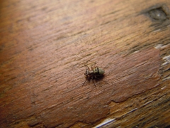 Mesopsocus unipunctatus