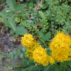 Helophilus neoaffinis