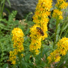 Helophilus neoaffinis