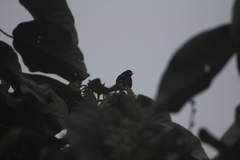 Ramphocelus flammigerus flammigerus