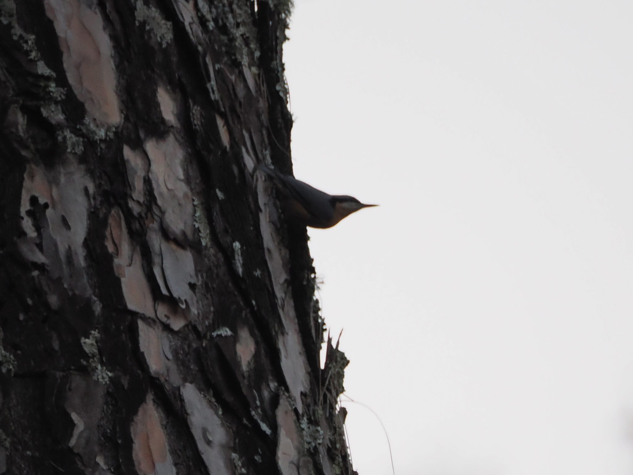 Chestnut-bellied Nuthatch