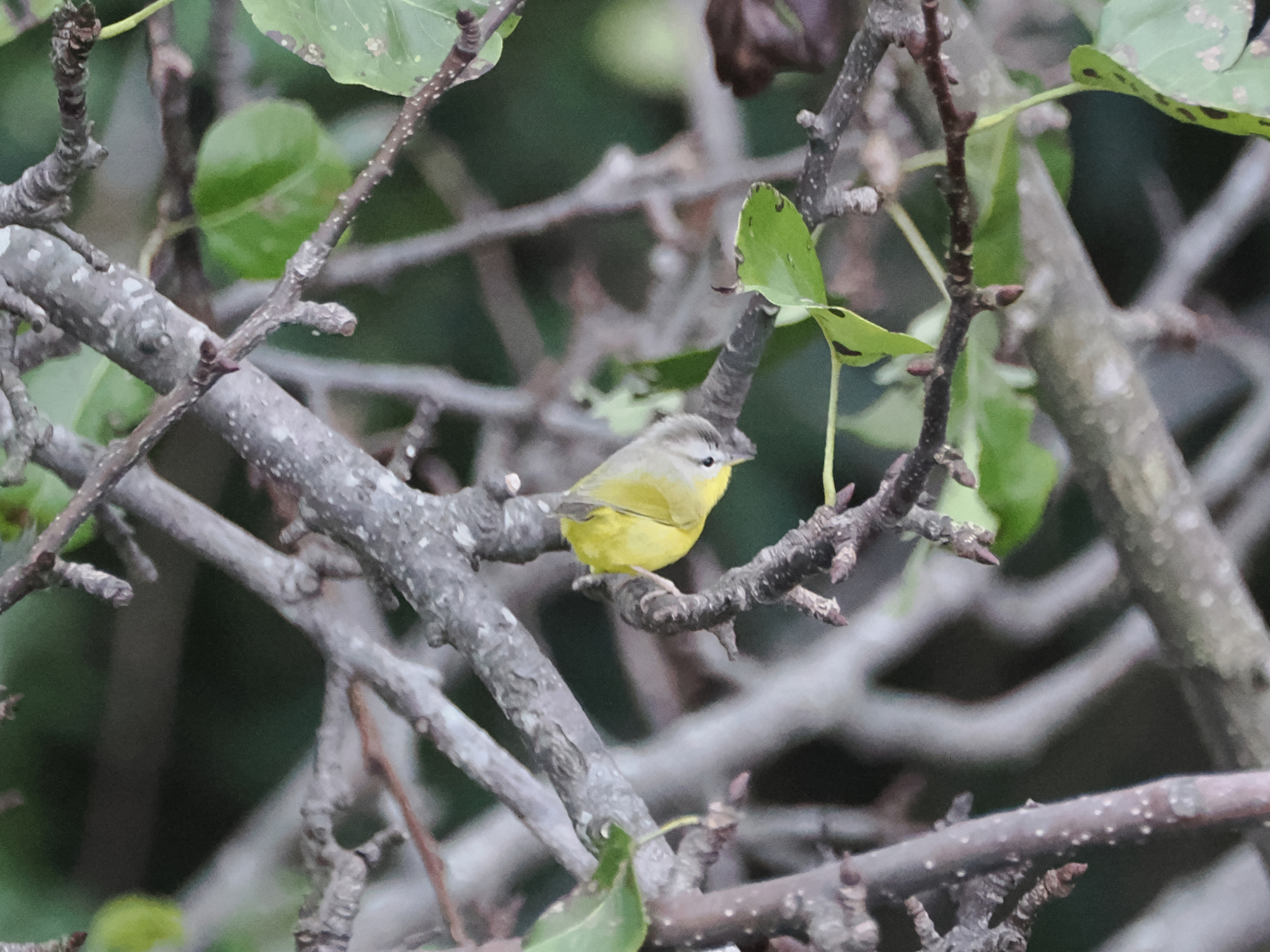 Grey-hooded Warbler