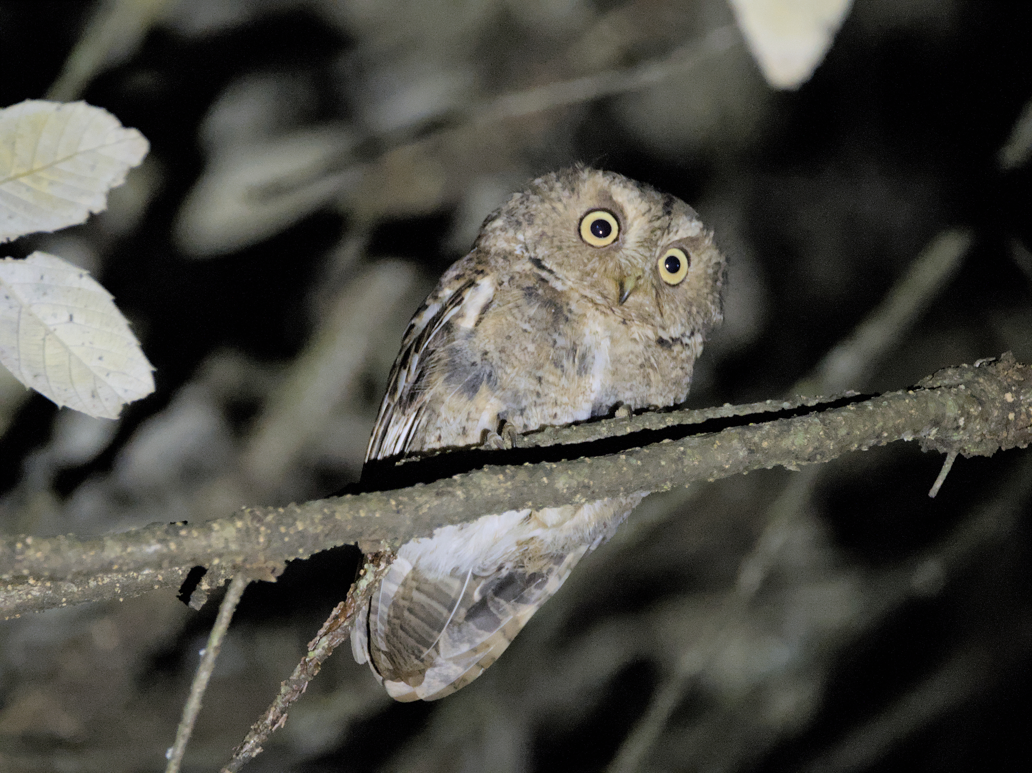 Mountain Scops Owl