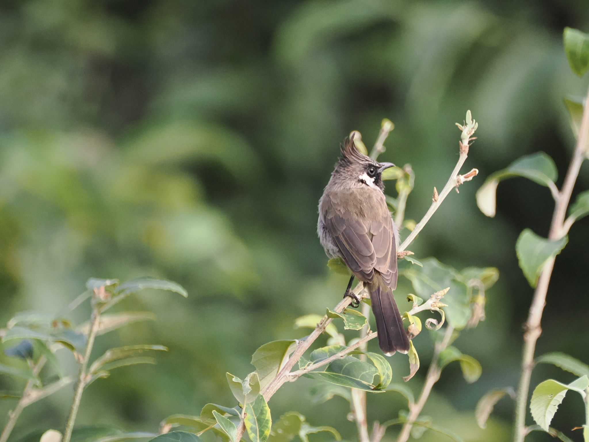 Himalayan Bulbul