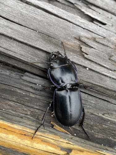Moderately Smooth Warrior Beetle