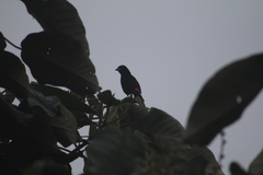 Ramphocelus flammigerus flammigerus