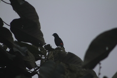 Ramphocelus flammigerus flammigerus