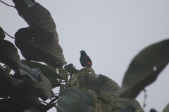 Ramphocelus flammigerus flammigerus