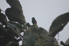 Ramphocelus flammigerus flammigerus