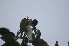 Ramphocelus flammigerus flammigerus