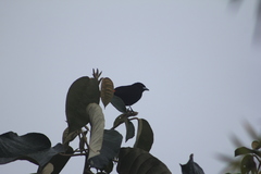 Ramphocelus flammigerus flammigerus