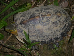 Cuora flavomarginata