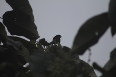 Ramphocelus flammigerus flammigerus