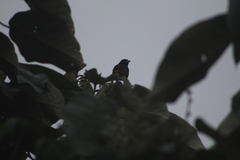 Ramphocelus flammigerus flammigerus