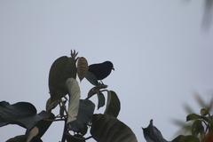 Ramphocelus flammigerus flammigerus