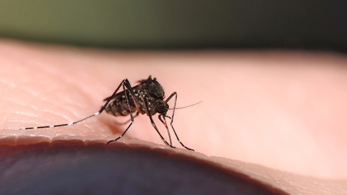 Black Saltmarsh Mosquito photo 5