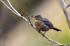 Common Blackbird photo 4