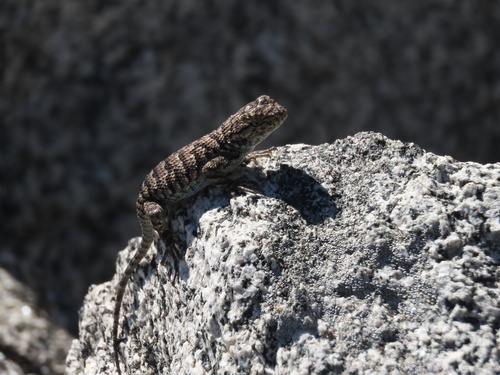 iNaturalist observation photo of Western Fence Lizard