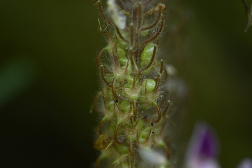 Image of Uraria crinita by (c) 曾昱承 Yu-Cheng Zeng, some rights reserved (CC BY)