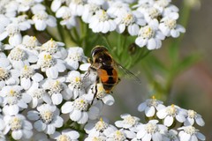 Eristalis brousii