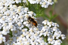 Eristalis brousii