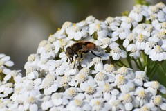 Eristalis brousii