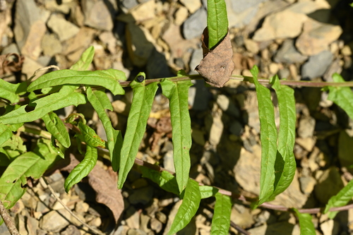 Image of Xenostegia tridentata by (c) 曾昱承 Yu-Cheng Zeng, some rights reserved (CC BY)
