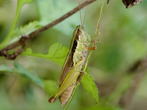 Oxya yezoensis photo 3