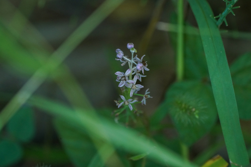 Image of Barnardia japonica by (c) WATANABE Hitoshi 渡辺仁, some rights reserved (CC BY)