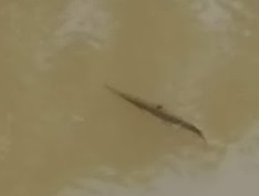 Lepisosteus osseus