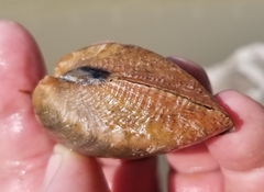 Alasmidonta marginata