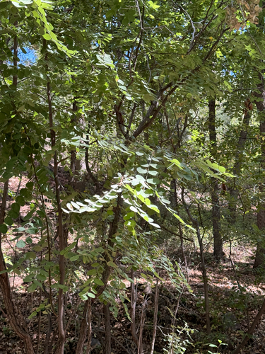 Image of New Mexico Locust (Robinia neomexicana) by (c) CK2AZ, some rights reserved (CC BY)