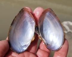 Alasmidonta marginata