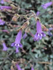 Penstemon caesius
