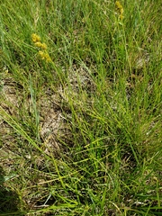 Carex tenera