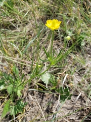 Ranunculus cardiophyllus