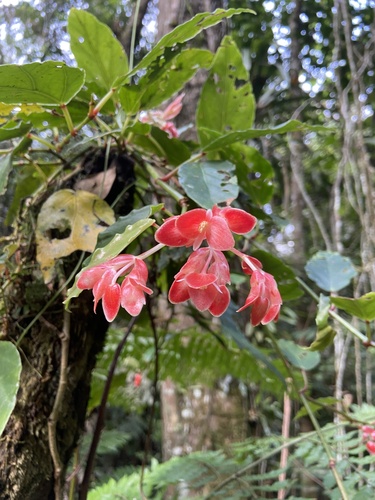 Image of Begonia radicans by no rights reserved
