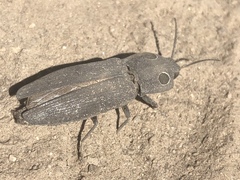 Alaus melanops