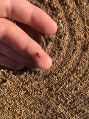 Cryptamorpha brevicornis