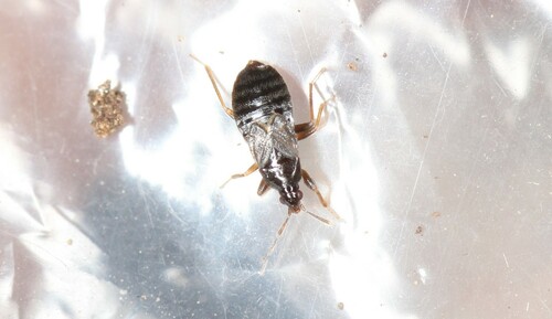 Xylocoris maculipennis