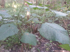 Populus heterophylla