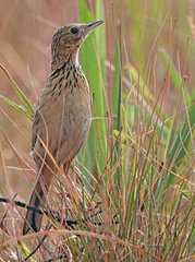 Ochre-Breasted Pipit photo 3