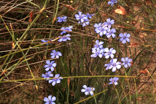 Image of Aristea africana by (c) Wessel Pretorius, some rights reserved (CC BY-SA)