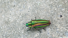 Chrysochroa fulgidissima