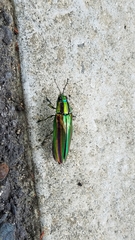 Chrysochroa fulgidissima