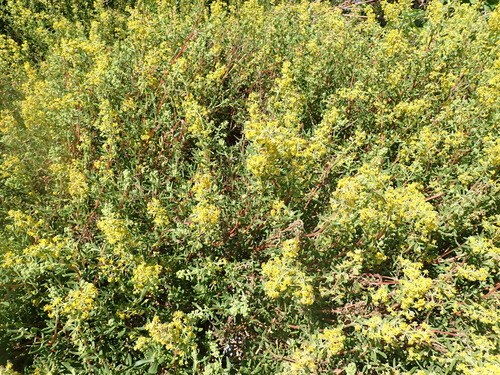 Image of Tetragonia fruticosa by (c) Nicola van Berkel, some rights reserved (CC BY-SA)
