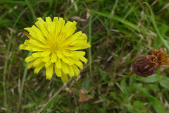 Microseris laciniata