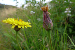 Microseris laciniata