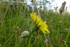 Microseris laciniata